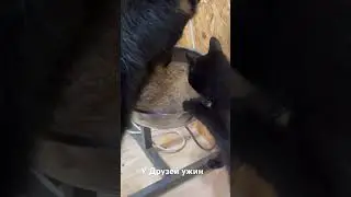 Друзья ужинают👍. Часть 2