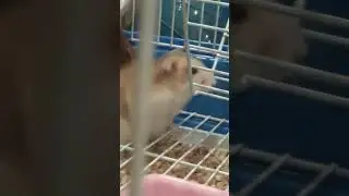 Хомяк Хома