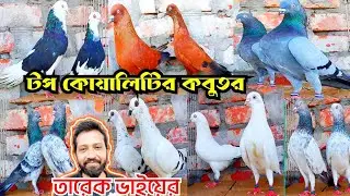 তারেক ভাইয়ের ধামাকা গররা চিলা গিরিবাজ কালদম কবুতর কিনুন || ইন্ডিয়ান কবুতর। Mohsintv