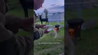 СОЛЁНЫЕ ГРУЗДНИ И ВОЛНУШКИ #рецепт #shorts #солёныегрузди #солёныегрибы #волнушки #солимгрибы #лес