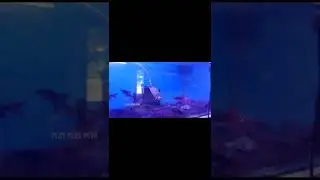 Turtle in Fish Tank 