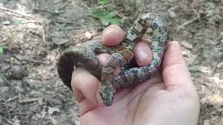 Eastern milk snake in a forest clearing in KY - 22 August 2024