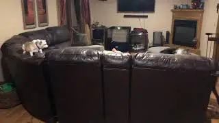 Get off the couch Pony!
