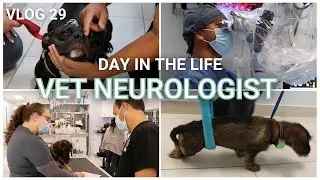 IVDD Symptoms and Spinning Episodes in Dogs || Vlog 29
