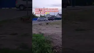 Кубанские собачата на прогулке😪 #рекомендации #shorfs #собака #гулькевичи 🙏🙏🙏