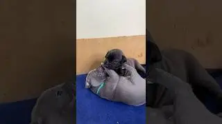 Борцухи😅 