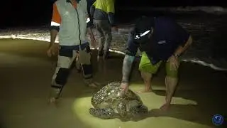 Turtle Measuring