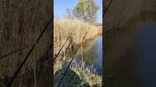 Once on the lake 