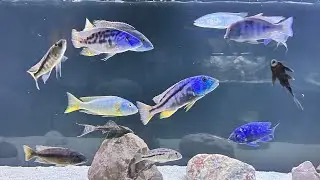 African cichlids big haps looking amazing in new 300gal tank
