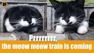 Prrrrr, the meow meow train is coming | meeowTV