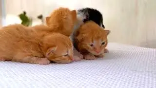 Cute Kittens 😍 #cats #shorts