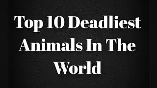 Top 10 Deadliest Animals In The World @GrowRich2023