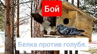 Жёсткий поединок. Белка против голубя.Кто победил? Моя Башкирия!