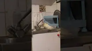 Чипик и водные процедуры 😊