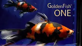goldenfishone
