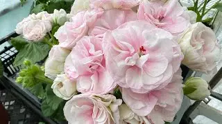 Pelargoniums, beginning of flowering. Growing conditions