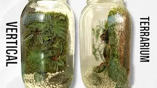 Peperomia Caperata In Vertical Terrarium