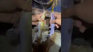 Mancing baung dapat terusss #mancing #petualang #fishing