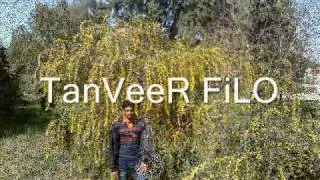 Yaar Anmulee Greece
