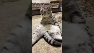Кто на тебя ругается? #смешнойкот #cat #смешныекоты #shorts