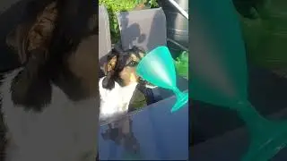 My Dog Drinking His Own Cocktail!