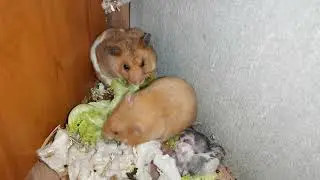 Mommy Hamsters Preparing food for baby hamhams