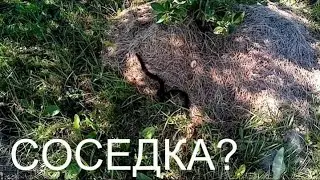 Начало конца. Как закончился начатый проект освоения Новгородской земли.