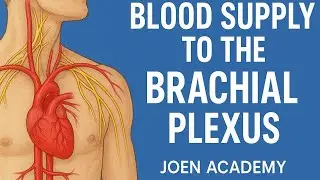 Branches, Blood Supply and Variations of The Brachial Plexus