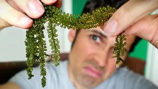 SEA GRAPES - Exploring YouTube's Favorite Seaweed