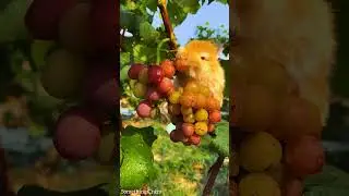 Cute Rabbit Eating Berries #rabbit #animals #shorts