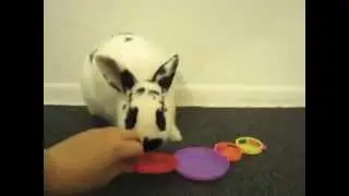 Skippy and the New Toys