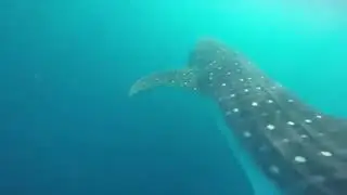Whale Shark by @Wyatt.Warren