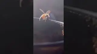Bee