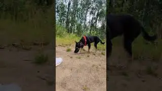 #нецка