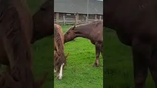 Stallion calls the mare ।  Managing Mixed Gender Herds