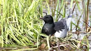 Белокрылая крачка на гнезде. White-winged Tern (Chlidonias leucopterus).