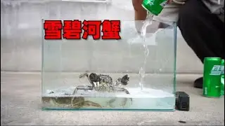 把河蟹扔到过期雪碧里，让你尝尝雪碧味河蟹！【咽气诺】