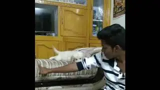 Sudden fall  papi , what happen ?