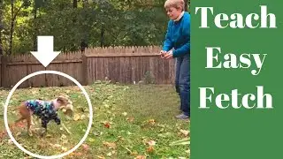 Teach Your Dog To Fetch