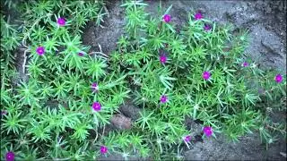 Into The Flowers II Cinematic Video II iPhone 6s