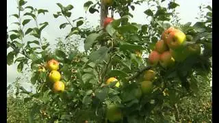 fruit trees