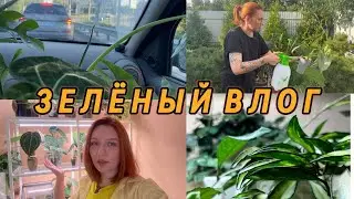 ВЛОГ | Последние новости | Переезд | Убийство клеща | Комната для растений | Пересадка
