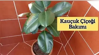 How to Care for Rubber Plants: Soil and Pot Selection / Why Does It Shed Leaves / Diseases
