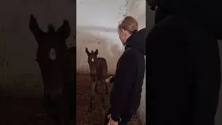 Злата в конюшне !