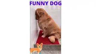 FUNNY DOG #shorts #tiktok #funnydog