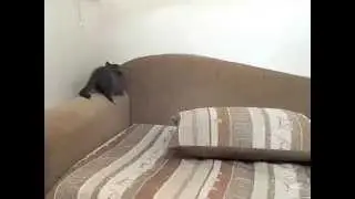 Быстрый котэ