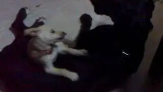 Camilla vs Nina