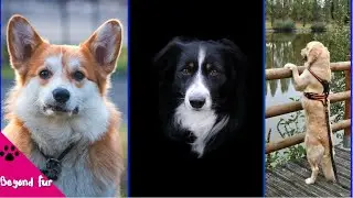 12 Smartest Dogs in the World