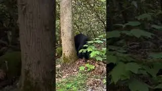 Black bear sighting in Smoky Mountains