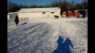 Bashko au galop